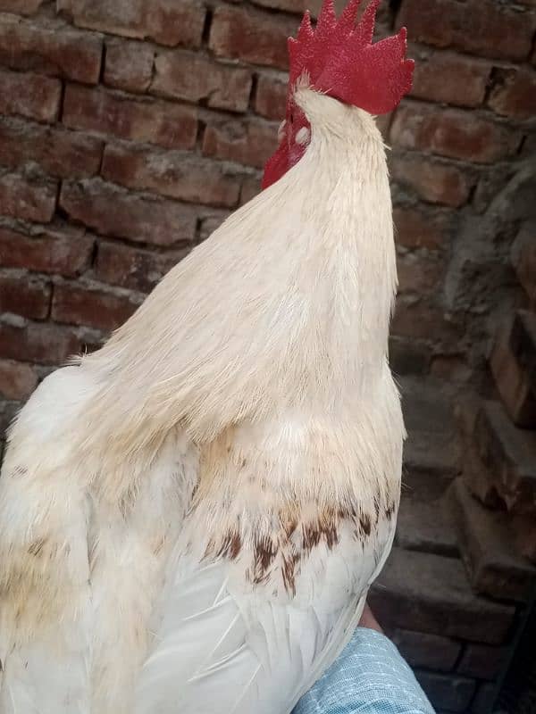 aseel Thai cross/Desi pair/ golden buff/Desi chick/Ayam cemani male 0