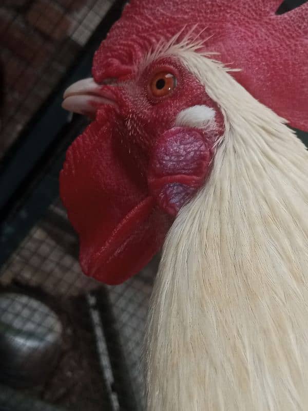 aseel Thai cross/Desi pair/ golden buff/Desi chick/Ayam cemani male 1