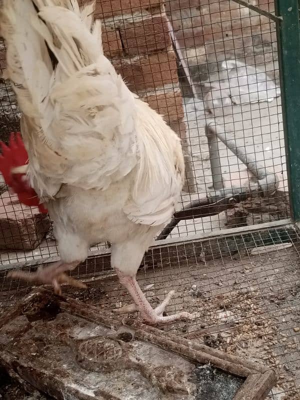 aseel Thai cross/Desi pair/ golden buff/Desi chick/Ayam cemani male 2