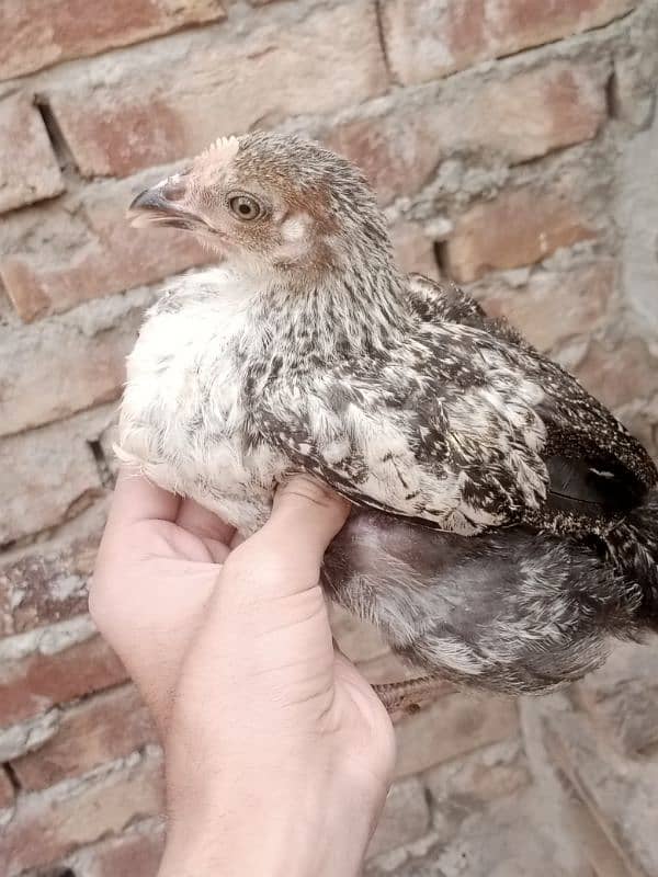 aseel Thai cross/Desi pair/ golden buff/Desi chick/Ayam cemani male 6