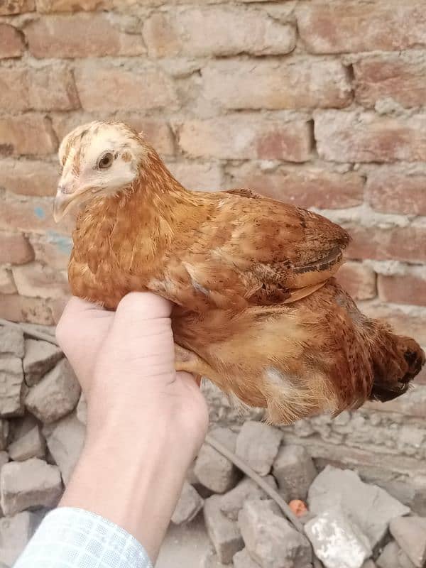 aseel Thai cross/Desi pair/ golden buff/Desi chick/Ayam cemani male 7