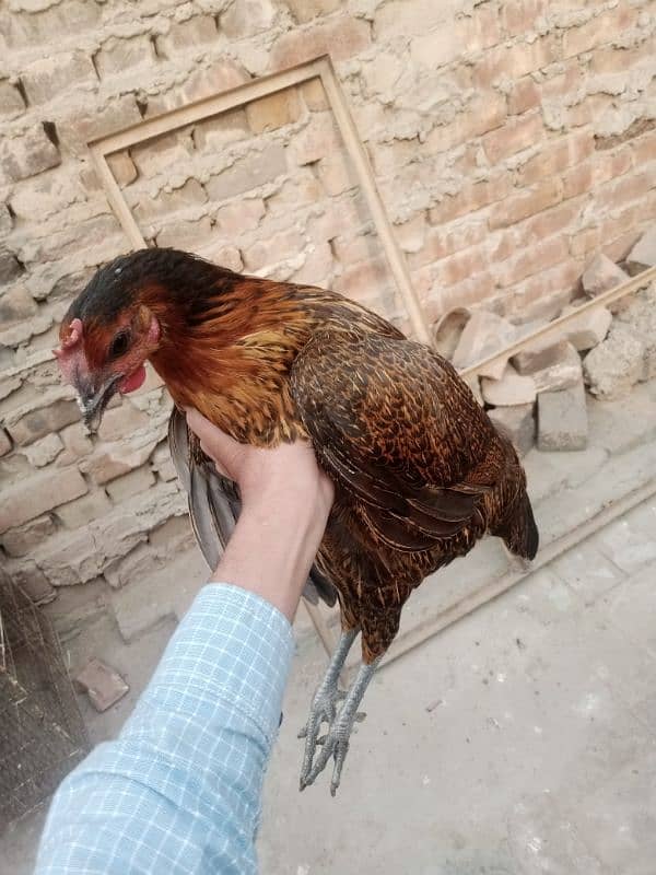 aseel Thai cross/Desi pair/ golden buff/Desi chick/Ayam cemani male 9