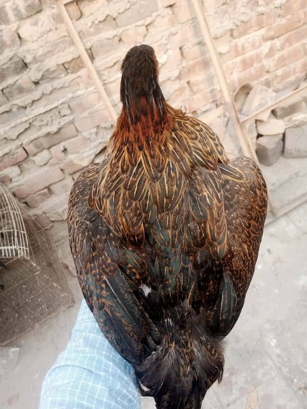 aseel Thai cross/Desi pair/ golden buff/Desi chick/Ayam cemani male 10