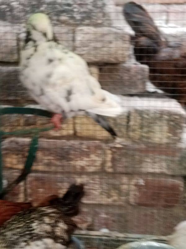 aseel Thai cross/Desi pair/ golden buff/Desi chick/Ayam cemani male 11