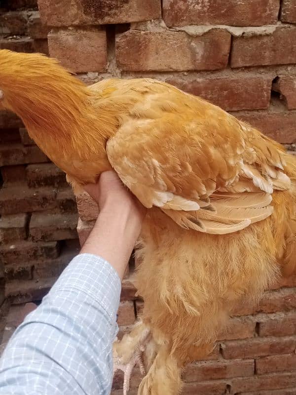 aseel Thai cross/Desi pair/ golden buff/Desi chick/Ayam cemani male 12