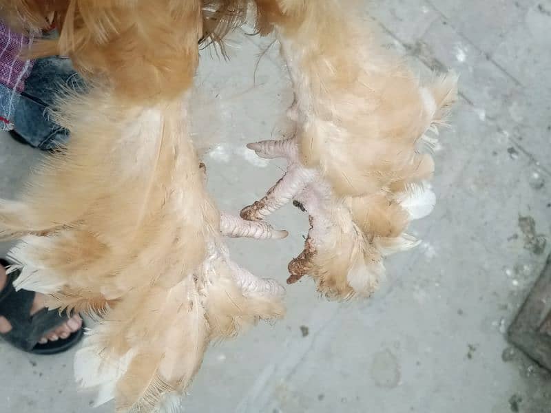 aseel Thai cross/Desi pair/ golden buff/Desi chick/Ayam cemani male 14