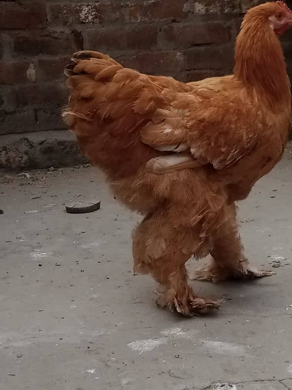 aseel Thai cross/Desi pair/ golden buff/Desi chick/Ayam cemani male 15