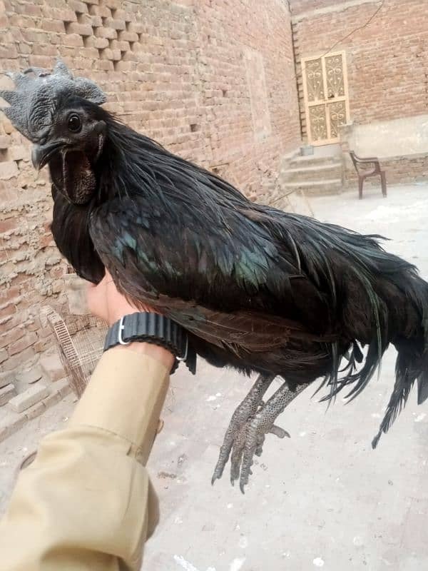 aseel Thai cross/Desi pair/ golden buff/Desi chick/Ayam cemani male 16