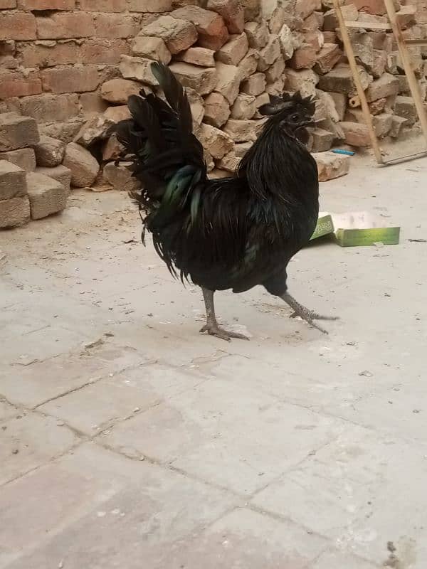 aseel Thai cross/Desi pair/ golden buff/Desi chick/Ayam cemani male 19