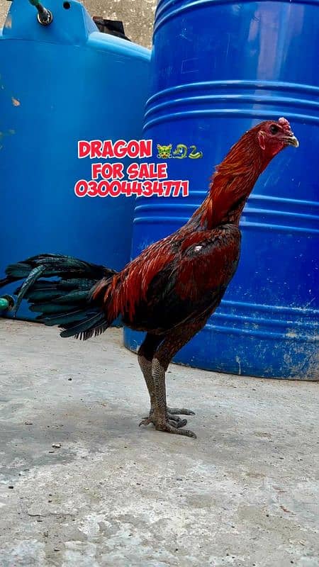 Dragon chicks 03004434771 5