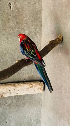 Red Rosella breeder female