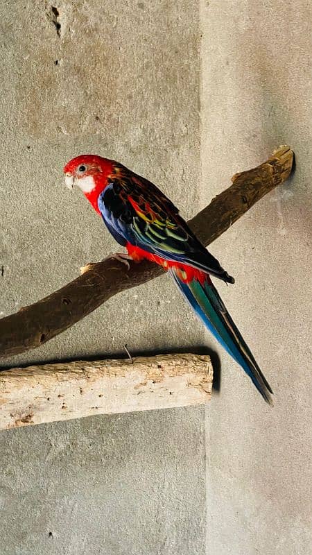 Red Rosella breeder female 1