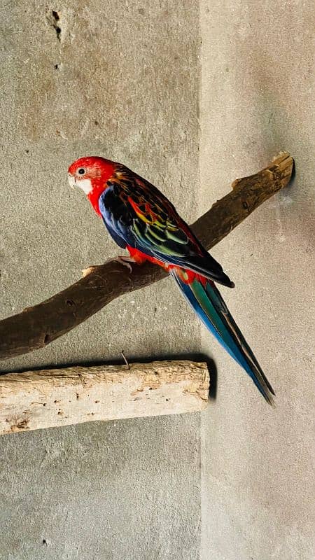 Red Rosella breeder female 2