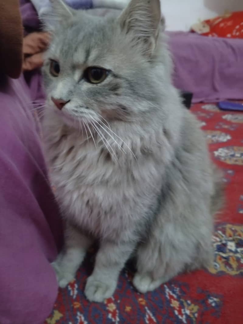 Persian cat  too beautiful and very clever.           Flexible price 1