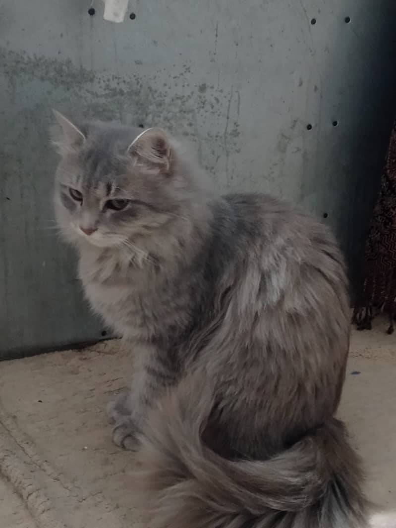 Persian cat  too beautiful and very clever.           Flexible price 3