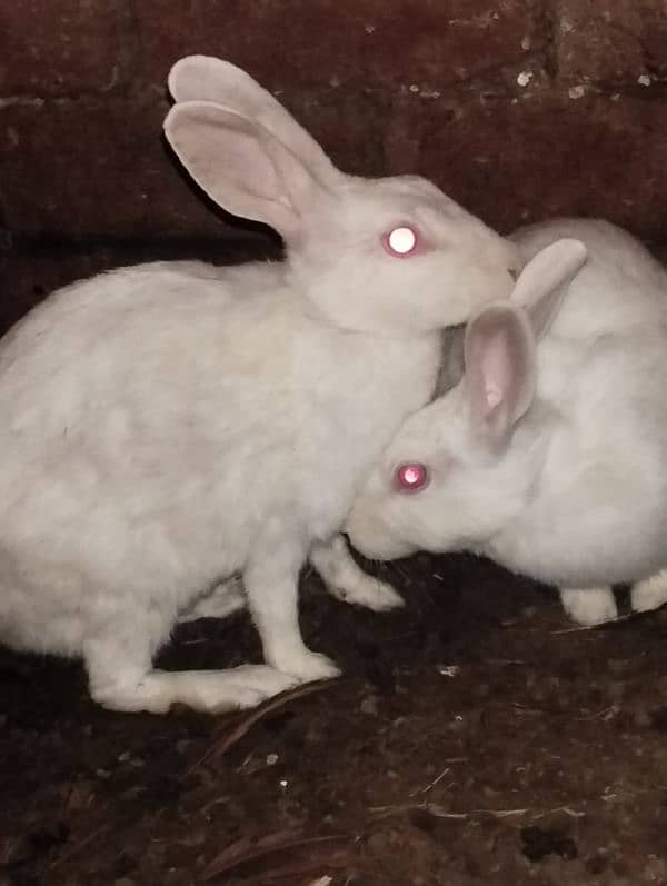 Red eye Rabbits adult pair available 0