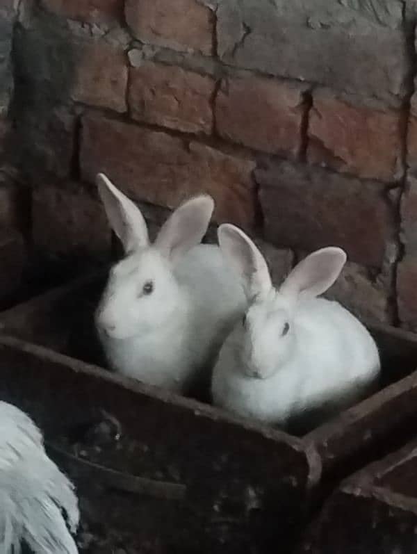 Red eye Rabbits adult pair available 2