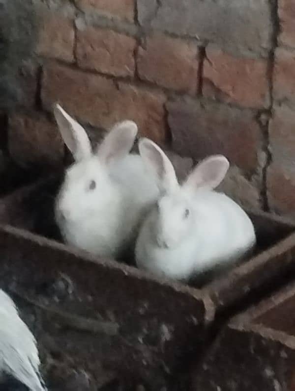 Red eye Rabbits adult pair available 3