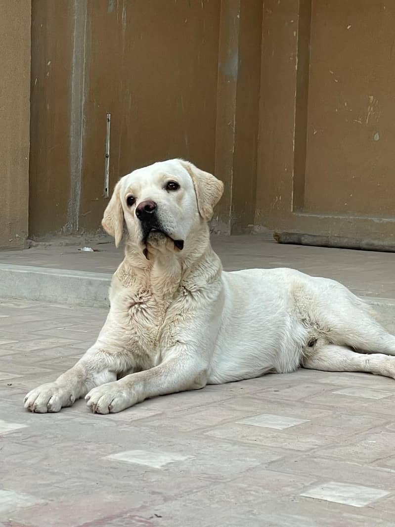 British Labrador male Age 15 months Apple head Big Bones structure 0