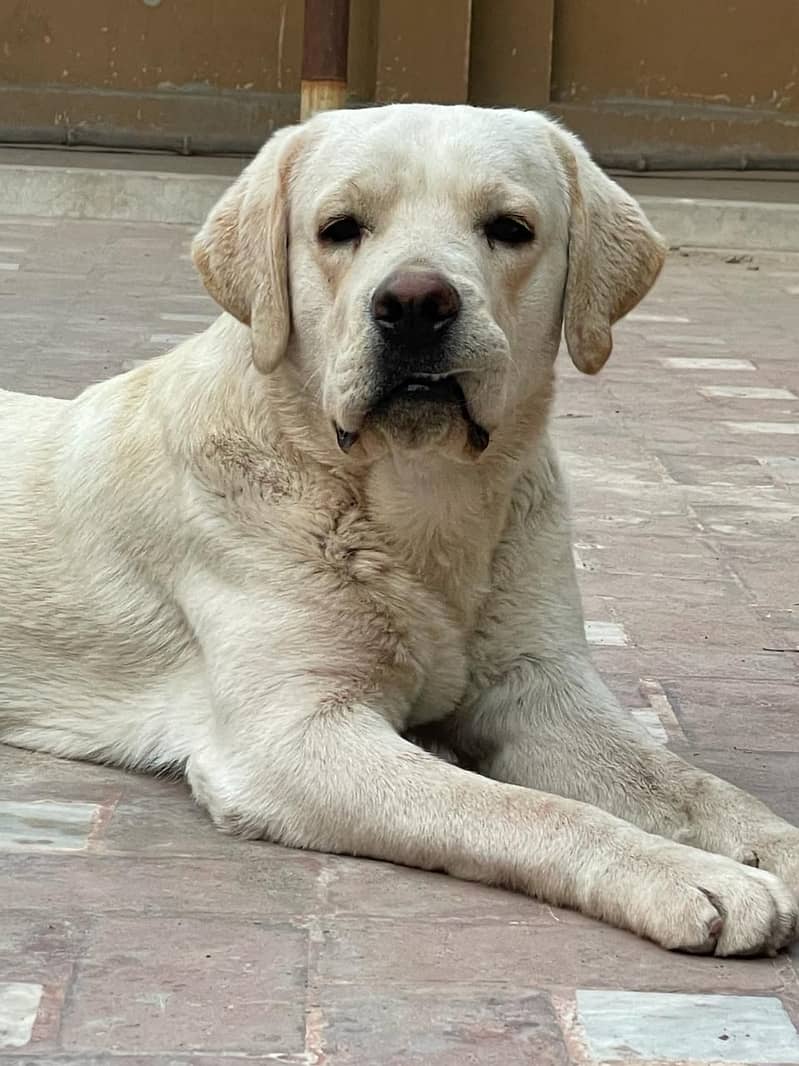 British Labrador male Age 15 months Apple head Big Bones structure 1