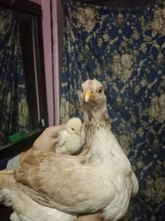 a beautiful aseel hen for sale and has a small chick