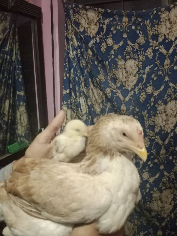 a beautiful aseel hen for sale and has a small chick 1