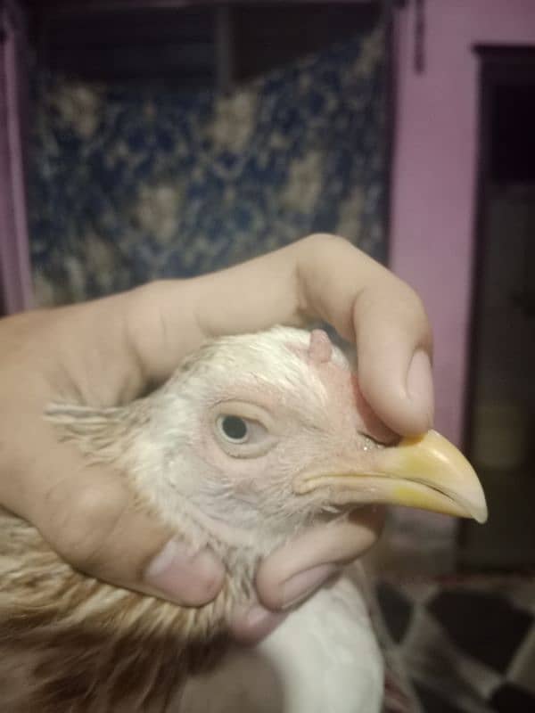 a beautiful aseel hen for sale and has a small chick 2