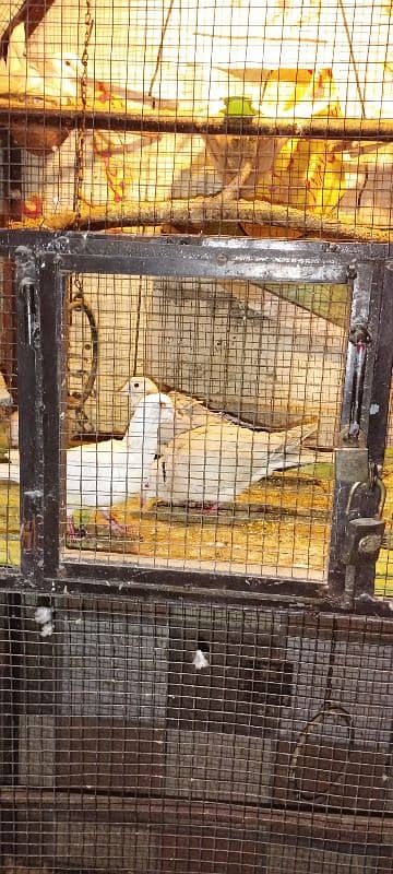 Pinjra Cage Birds 2