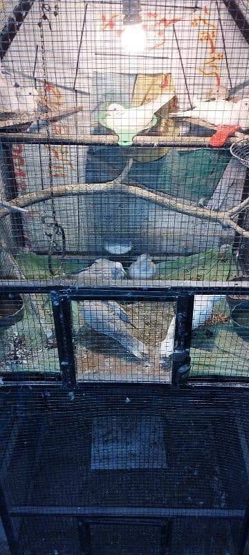 Pinjra Cage Birds 3