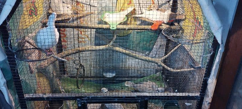 Pinjra Cage Birds 4