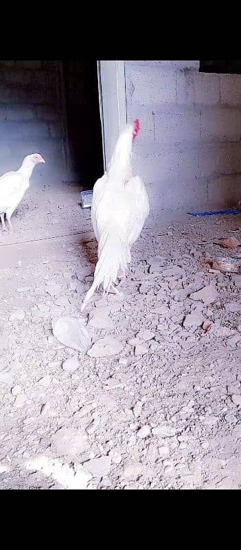 heera aseel paper white 1 murga kana or 1 white si parrot beak ha 2