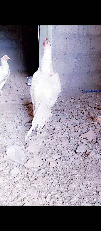 heera aseel paper white 1 murga kana or 1 white si parrot beak ha 3