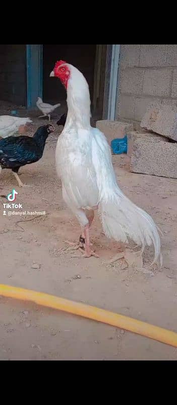 heera aseel paper white 1 murga kana or 1 white si parrot beak ha 8