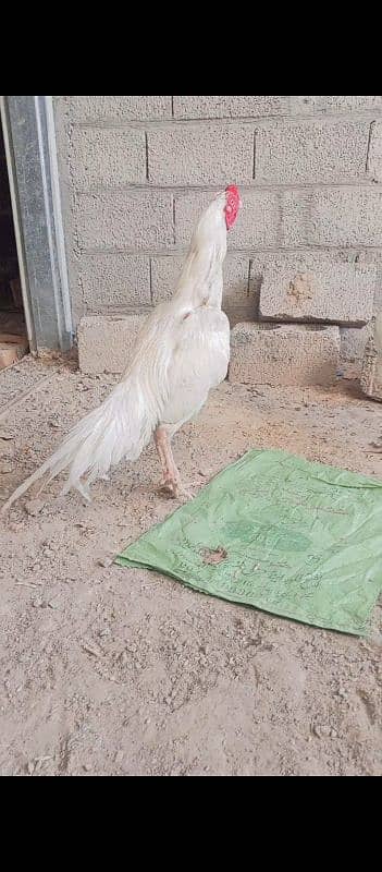 heera aseel paper white 1 murga kana or 1 white si parrot beak ha 12