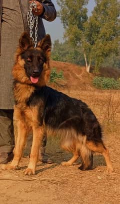 German Shepherd female long coat black mask age 5 month for sale