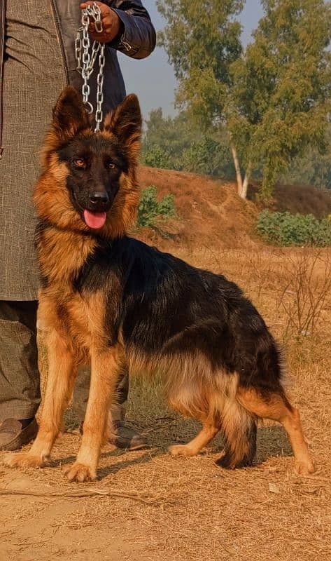 German Shepherd female long coat black mask age 5 month for sale 0