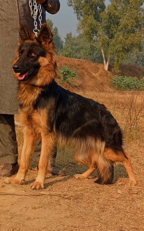 German Shepherd female long coat black mask age 5 month for sale 1