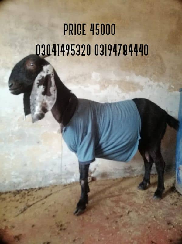 goats for sale gaban goats 0