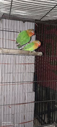 love Bird Breeder pair for sale