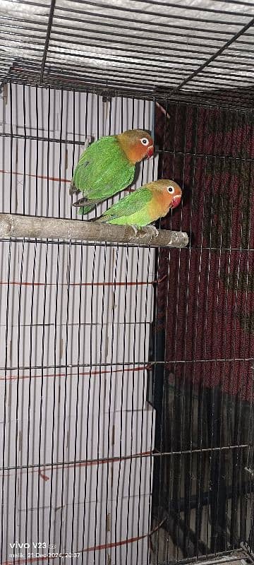 love Bird Breeder pair for sale 0