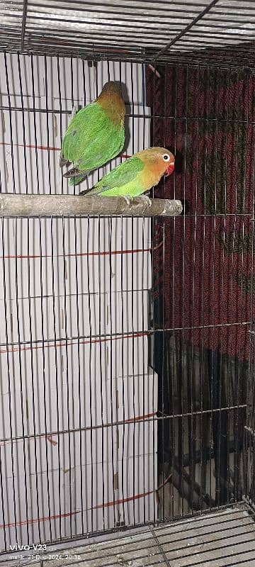 love Bird Breeder pair for sale 1