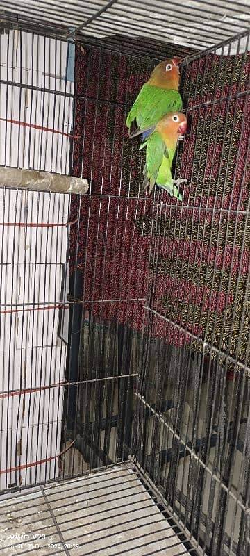 love Bird Breeder pair for sale 2