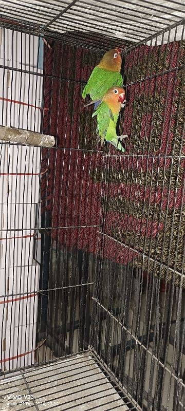 love Bird Breeder pair for sale 3