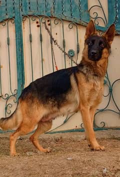 German sherd female black mask age 1year breed full train bal for sale