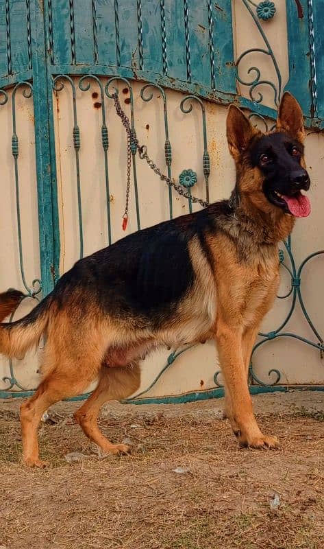 German sherd female black mask age 1year breed full train bal for sale 1