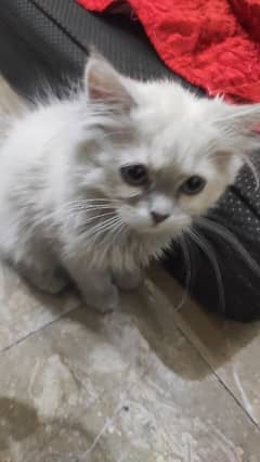 female Persian kitten triple coat full active healthy