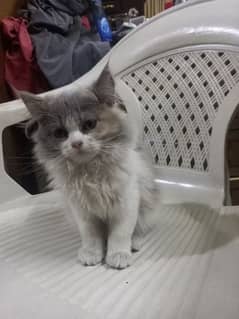 Persian cat