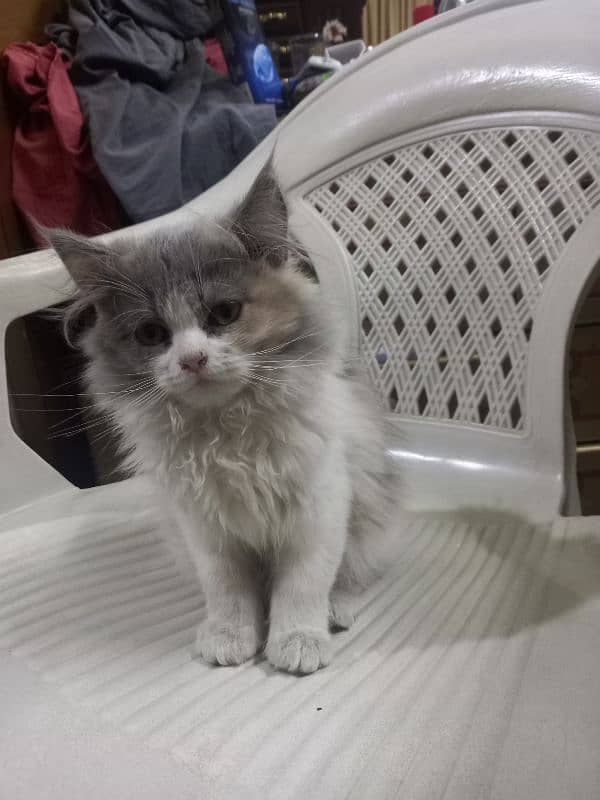 Persian cat 0