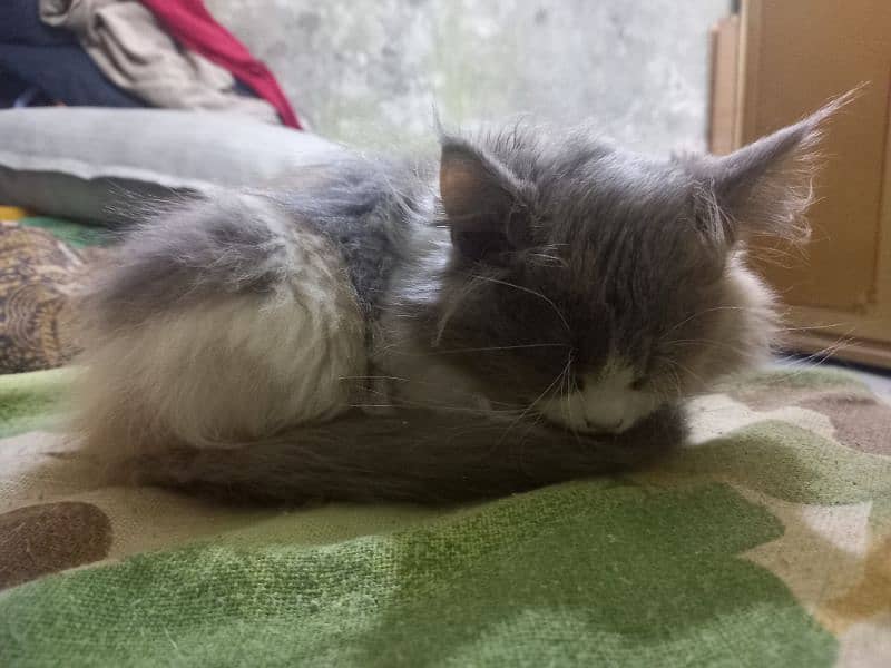 Persian cat 3