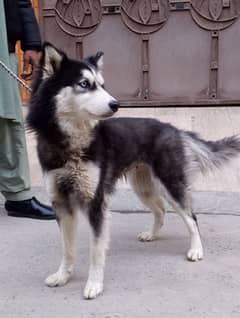 Husky female